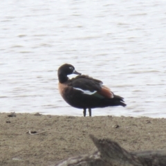 Tadorna tadornoides (Australian Shelduck) at QPRC LGA - 16 Apr 2018 by KumikoCallaway