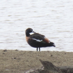 Tadorna tadornoides at Burra, NSW - 16 Apr 2018 01:13 PM