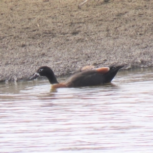 Tadorna tadornoides at Burra, NSW - 16 Apr 2018 01:13 PM