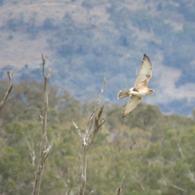 Falco berigora (Brown Falcon) at QPRC LGA - 16 Apr 2018 by KumikoCallaway