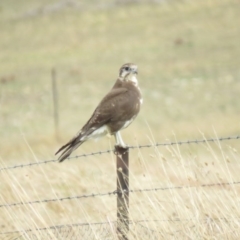 Falco berigora (Brown Falcon) at Tuggeranong DC, ACT - 16 Apr 2018 by KumikoCallaway