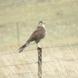 Falco berigora at Tuggeranong DC, ACT - 16 Apr 2018