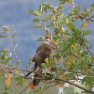 Falco berigora at Tuggeranong DC, ACT - 16 Apr 2018