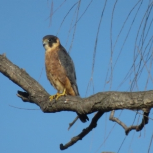 Falco longipennis at Fyshwick, ACT - 17 Apr 2018 08:26 AM