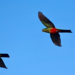 Alisterus scapularis (Australian King-Parrot) at Eden, NSW - 16 Apr 2018 by RossMannell