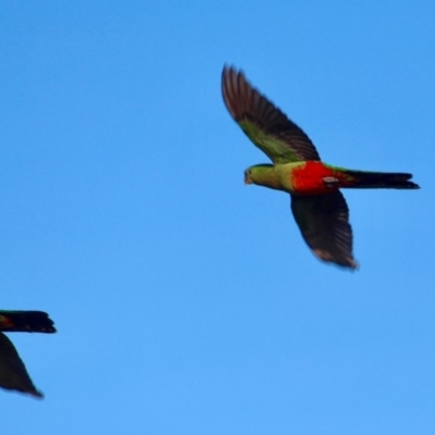 Alisterus scapularis (Australian King-Parrot) at Eden, NSW - 15 Apr 2018 by RossMannell