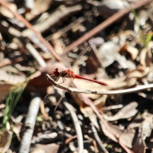 Diplacodes bipunctata at Eden, NSW - 16 Apr 2018