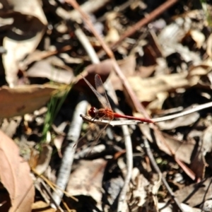 Diplacodes bipunctata at Eden, NSW - 16 Apr 2018