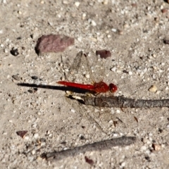 Diplacodes haematodes (Scarlet Percher) at Ben Boyd National Park - 16 Apr 2018 by RossMannell