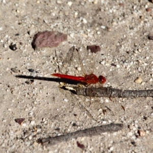 Diplacodes haematodes at Eden, NSW - 16 Apr 2018