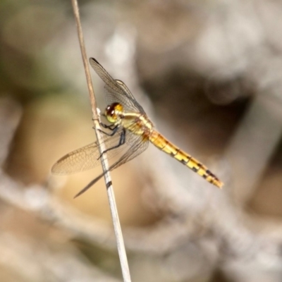 Diplacodes melanopsis (Black-faced Percher) at Ben Boyd National Park - 16 Apr 2018 by RossMannell