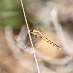 Diplacodes melanopsis at Eden, NSW - 16 Apr 2018