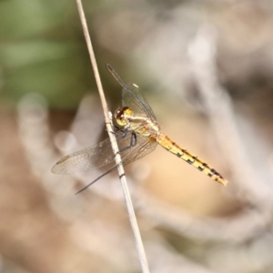 Diplacodes melanopsis at Eden, NSW - 16 Apr 2018