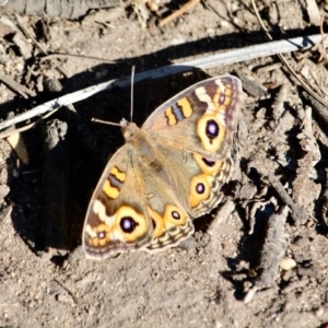 Junonia villida at Eden, NSW - 16 Apr 2018 12:14 PM