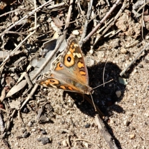 Junonia villida at Eden, NSW - 16 Apr 2018 12:14 PM