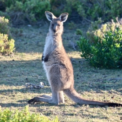 Macropus giganteus (Eastern Grey Kangaroo) at Ben Boyd National Park - 15 Apr 2018 by RossMannell