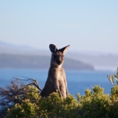 Macropus giganteus at Eden, NSW - 16 Apr 2018