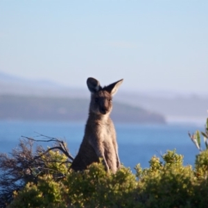 Macropus giganteus at Eden, NSW - 16 Apr 2018 08:52 AM