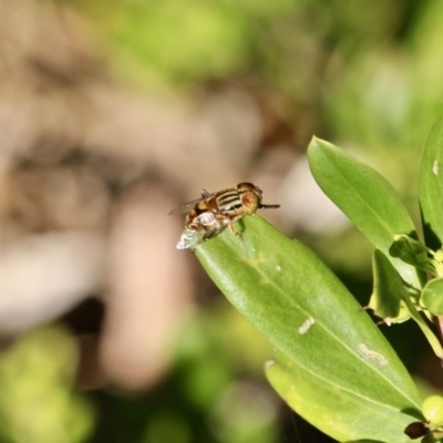 Eristalinus (genus) (A Hover Fly) at Eden, NSW - 16 Apr 2018 by RossMannell