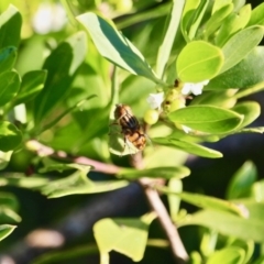 Eristalinus (genus) at Eden, NSW - 16 Apr 2018 09:17 AM