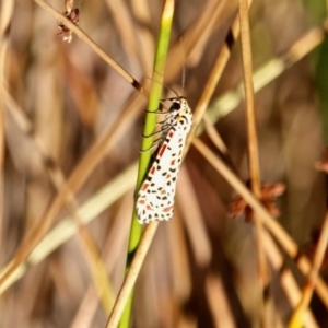 Utetheisa pulchelloides at Eden, NSW - 16 Apr 2018 09:09 AM