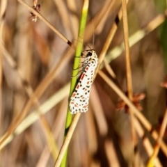 Utetheisa pulchelloides (Heliotrope Moth) at Eden, NSW - 15 Apr 2018 by RossMannell