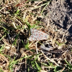 Utetheisa pulchelloides at Eden, NSW - 16 Apr 2018 09:09 AM