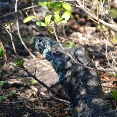 Varanus varius (Lace Monitor) at Eden, NSW - 15 Apr 2018 by RossMannell