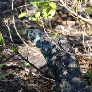 Varanus varius at Eden, NSW - 16 Apr 2018