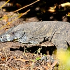 Varanus varius at Eden, NSW - 16 Apr 2018