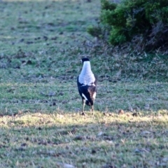 Gymnorhina tibicen (Australian Magpie) at Ben Boyd National Park - 15 Apr 2018 by RossMannell