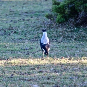 Gymnorhina tibicen at Eden, NSW - 16 Apr 2018 08:21 AM