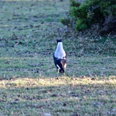 Gymnorhina tibicen (Australian Magpie) at Eden, NSW - 15 Apr 2018 by RossMannell