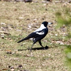 Gymnorhina tibicen at Eden, NSW - 16 Apr 2018 08:21 AM