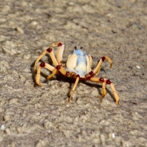 Mictyris longicarpus at Eden, NSW - 16 Apr 2018