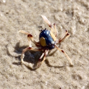 Mictyris longicarpus at Eden, NSW - 16 Apr 2018