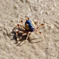 Mictyris longicarpus at Eden, NSW - 16 Apr 2018