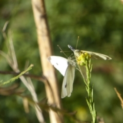 Pieris rapae (Cabbage White) at Stromlo, ACT - 6 Apr 2018 by Christine