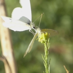 Pieris rapae at Stromlo, ACT - 6 Apr 2018