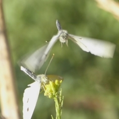 Pieris rapae at Stromlo, ACT - 6 Apr 2018