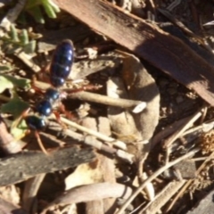 Diamma bicolor (Blue ant, Bluebottle ant) at Stromlo, ACT - 6 Apr 2018 by Christine