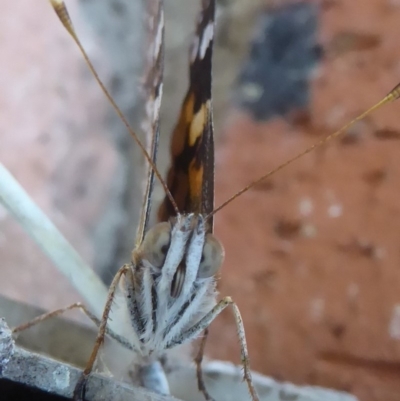 Vanessa kershawi (Australian Painted Lady) at Flynn, ACT - 9 Apr 2018 by Christine