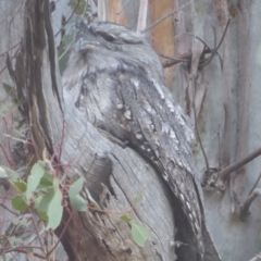 Podargus strigoides (Tawny Frogmouth) at Campbell Park Woodland - 9 Apr 2018 by Christine