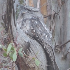 Podargus strigoides (Tawny Frogmouth) at Majura, ACT - 9 Apr 2018 by Christine