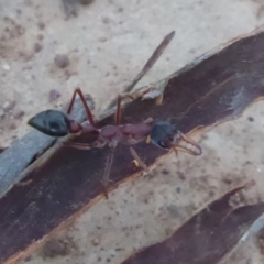 Myrmecia nigriceps (Black-headed bull ant) at Campbell Park Woodland - 9 Apr 2018 by Christine