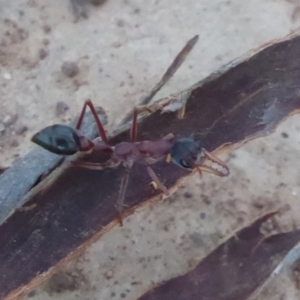 Myrmecia nigriceps at Mount Ainslie - 9 Apr 2018 07:01 PM