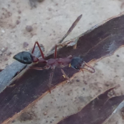 Myrmecia nigriceps (Black-headed bull ant) at Campbell Park Woodland - 9 Apr 2018 by Christine