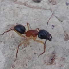 Camponotus nigriceps (Black-headed sugar ant) at Campbell Park Woodland - 9 Apr 2018 by Christine