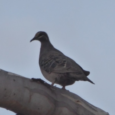 Phaps chalcoptera (Common Bronzewing) at Majura, ACT - 9 Apr 2018 by Christine