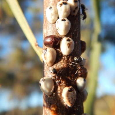 Cychramptodes murrayi (Wattle tick scale predator) at Mount Painter - 18 Apr 2018 by CathB